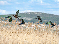 Vogelbeobachtung Vransko Jezero