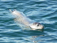 Kap Kamenjak - Mittelmeer Mönchsrobbe