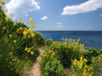 Kap Kamenjak - Natur