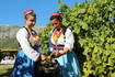 Agrotourismus Konavle - Weinernte