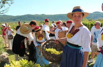 Agrotourismus Konavle - Weinernte