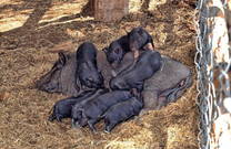 Agroturizam Sterle - Bauernhof, Schweine