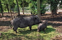 Bauernhof Sterle - Hausschweine