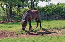 Bauernhof Sterle - Pferd