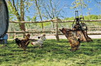 Hühner Bauernhof Sterle