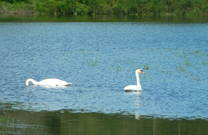 Tiere und Vögel Selo Strug