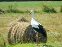 Storch im Dorf Cigoc