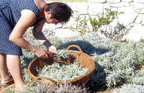 Natura Rab - Kräuterernte