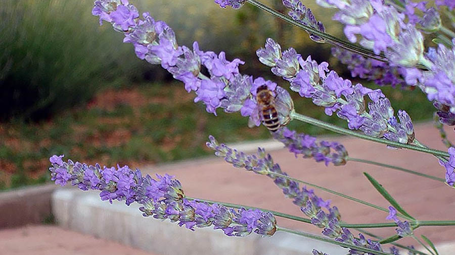 Natura Rab - Lavendel Honig