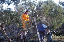 Natura Rab - Olivenernte