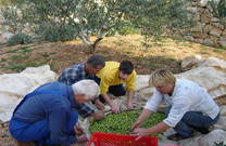 Natura Rab - Olivenernte