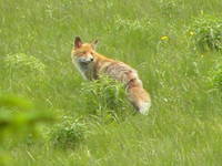 Agrotourismus Japodi - 