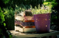 Agrotourismus Kalpic - Frische Kräuter