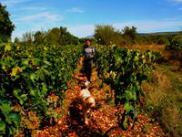 Agrotourismus Kalpic - Landwirtschaft