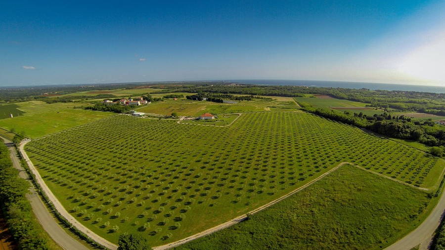 Oma Jolas Olivenfarm Savudrija