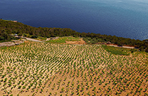 Weinberge, Insel Hvar