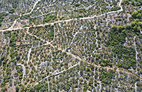 Trockenmauern & Olivengärten