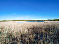 Palud-Sumpf (Vogelschutzgebiet)