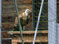 Gänsegeier von Beli