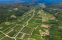 Weingärten Vrbnik - Risika