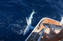 Abyss Fishing Rovinj - Hai