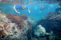 Aktivist Sport Pula - Schnorcheln