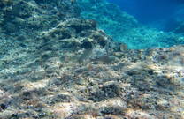 Aktivist Sport Pula - Unterwasserwelt