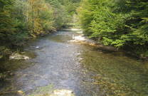 Fliegenfischen Kupa, Kupica