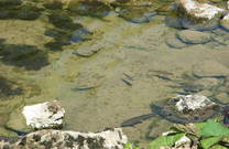 Fischreiches Gewässer Kupa