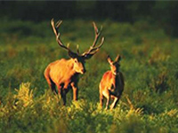 Jagdtourismus, Kroatien