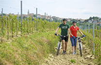 Radfahren Umag-Novigrad - Weingärten