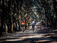 Radroute - Durch Kalifront auf der Insel Rab