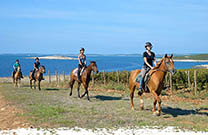 Meer & Weingärten, Reiten Istrien
