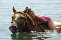 Pferdeschwimmen, Istrien