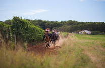 Galopp im Weingarten