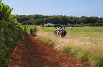 Reitausflug Felder & Weingärten
