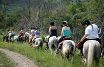 Reitausflug Linden Tree