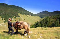 Pferd, Velebit