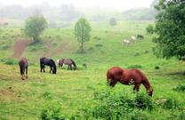 Pferdeweide, Velebit