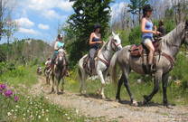 Reitergruppe, Linden Tree