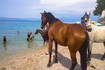 Pferde am Strand, Insel Krk