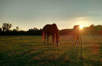 Pferde auf Koppel, Insel Krk