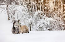 Pferde, Winter