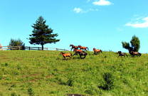 Pferdekoppel, Ranch Equus igni