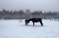 Pferdekoppel, Winter