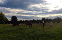 Tiere, Ranch Kurilovec