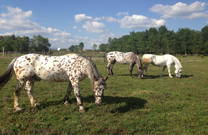 Pferde auf Ranch Kurilovec