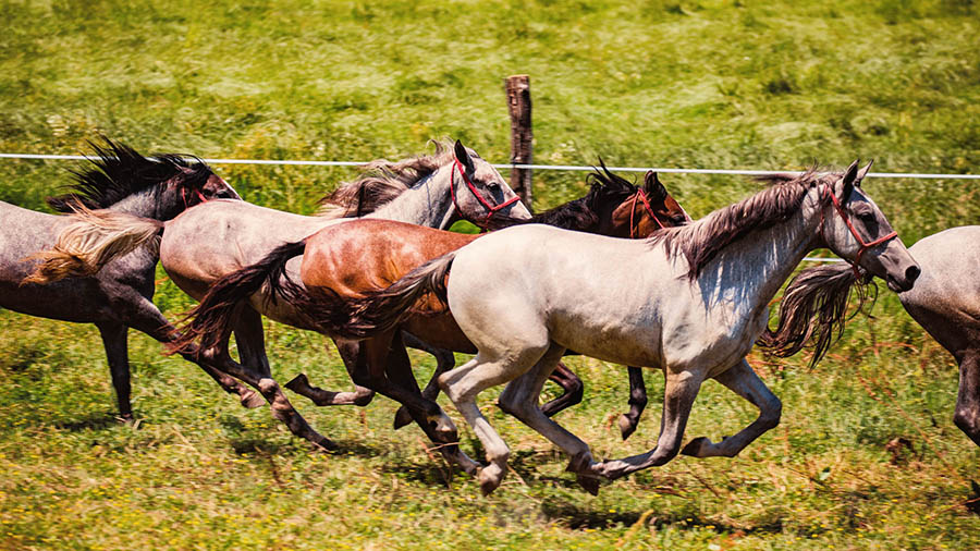 Lipizzaner in Kroatien