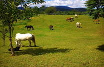 Pferdekoppel, Ranch Terra