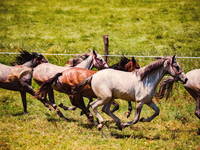 Lipizzaner auf dem Lipik Gestüt bei Dakovo